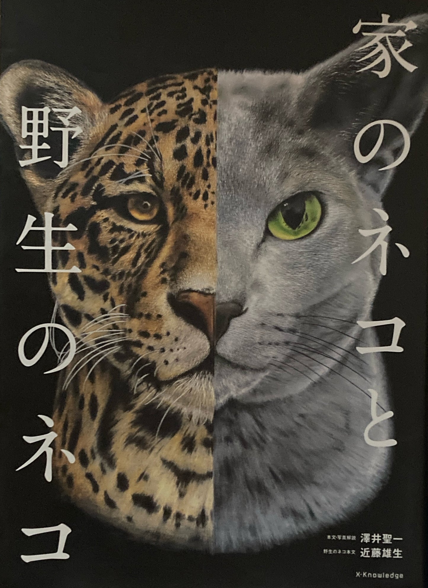 家のネコと野生のネコ