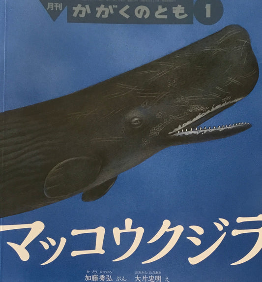 マッコウクジラ かがくのとも670号 2025年1月号
