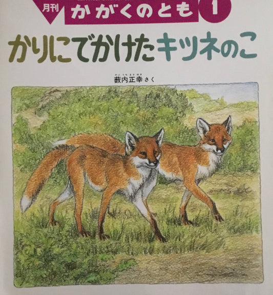 かりにでかけたキツネのこ 薮内正幸 かがくのとも310号 1995年1月号