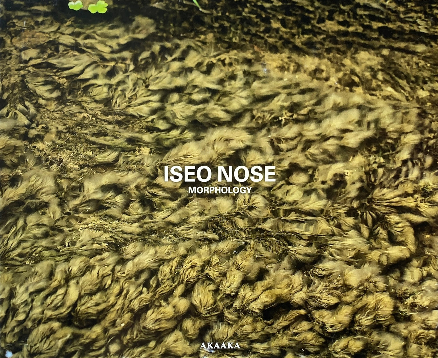 能勢伊勢雄 形態学 ISEO NOSE : MORPHOLOGY