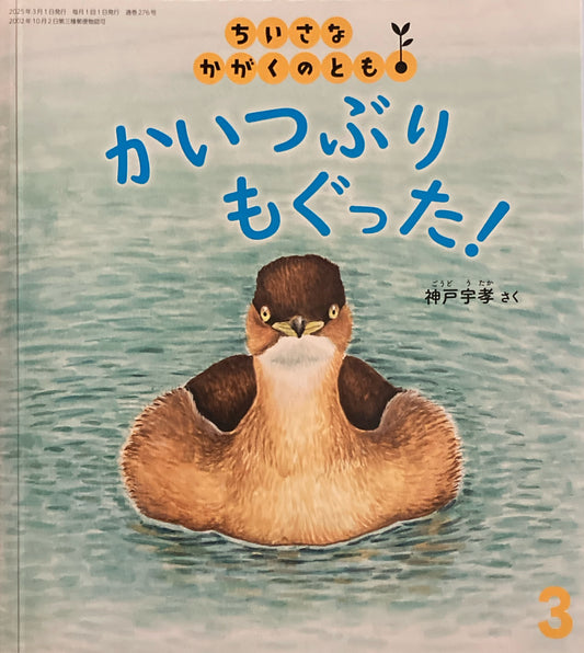 かいつぶりもぐった! ちいさなかがくのとも276号 2025年3月号