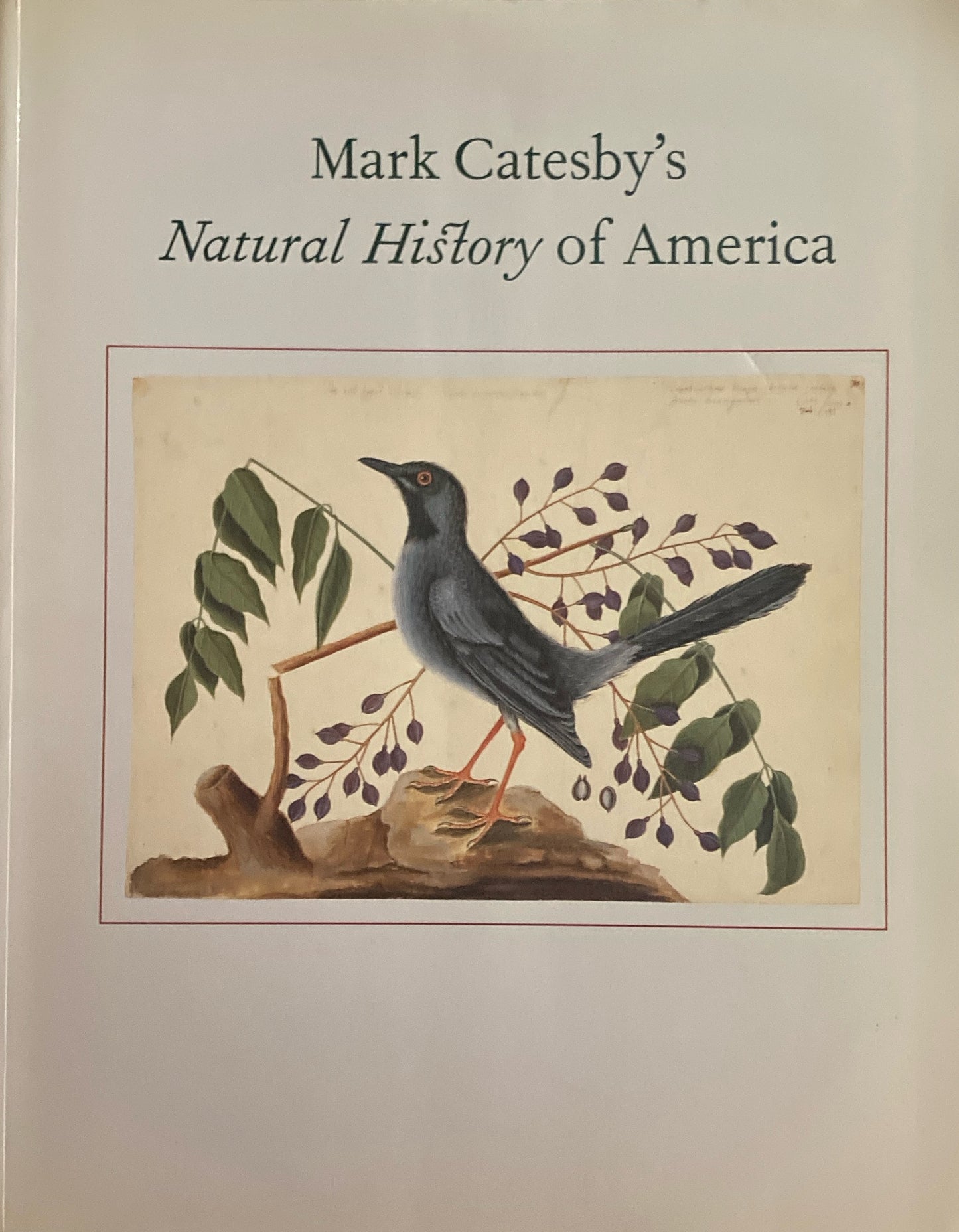 マーク・ケイツビーの博物画 水彩画集 ウィンザー城王立図書館秘蔵