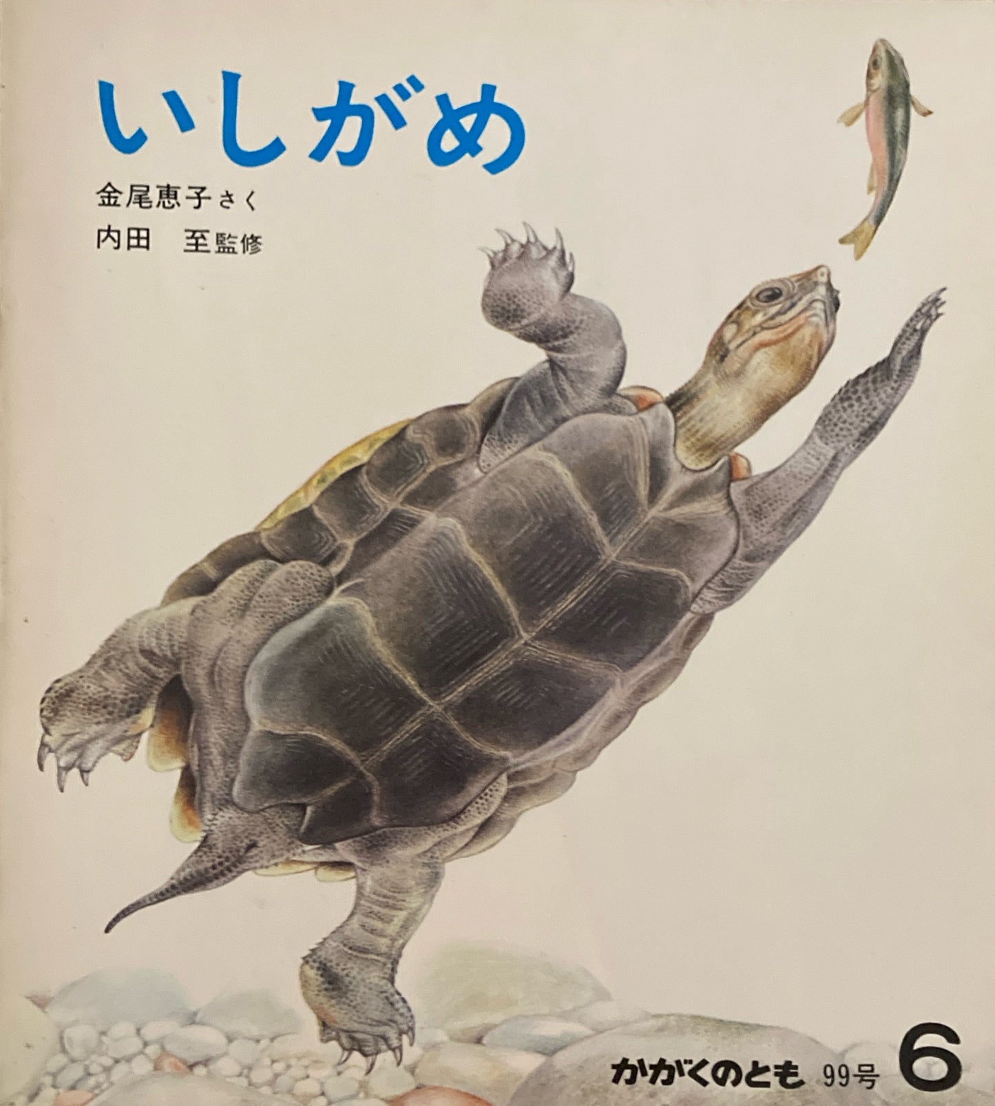 いしがめ 金尾恵子 かがくのとも99号 1977年6月号