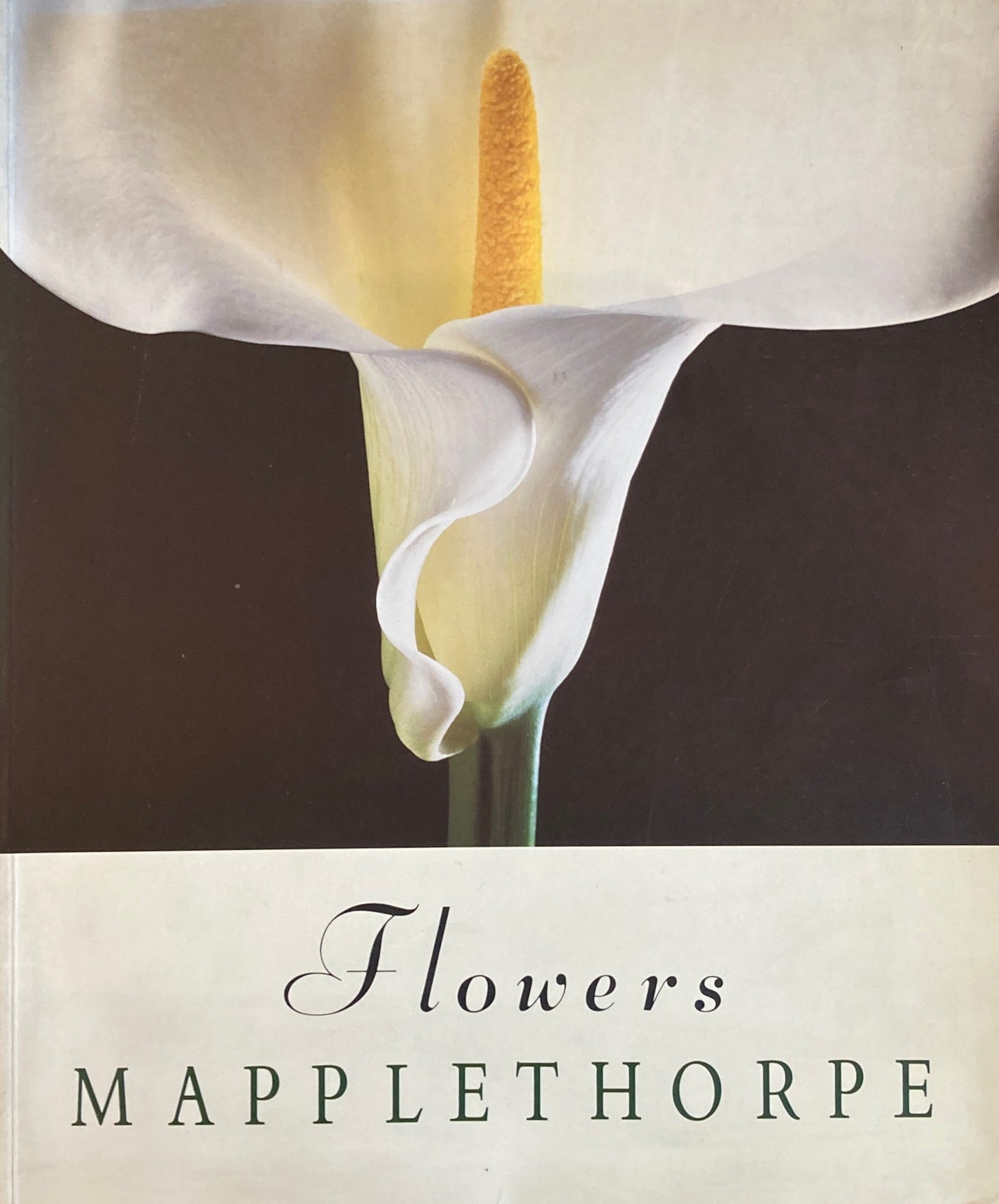 Flowers Mapplethorpe ロバート・メイプルソープ