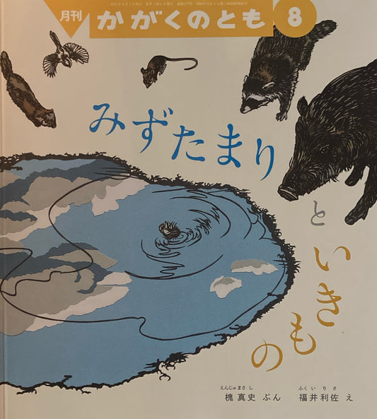 みずたまりと いきもの かがくのとも677号 2025年8月号