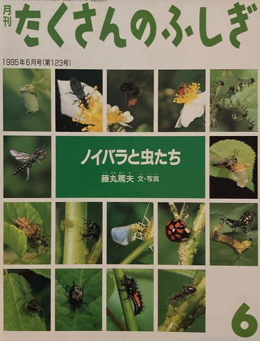 ノイバラと虫たち たくさんのふしぎ123号 1995年6月号