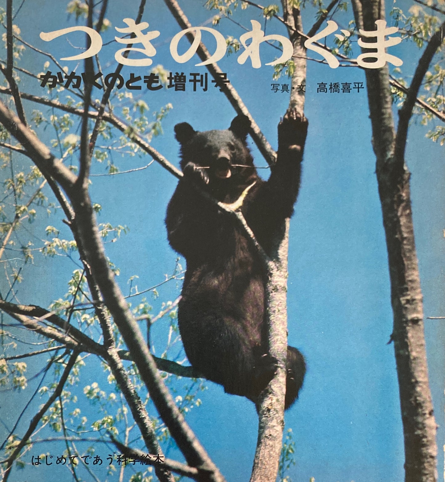 つきのわぐま 高橋喜平 かがくのとも増刊号
