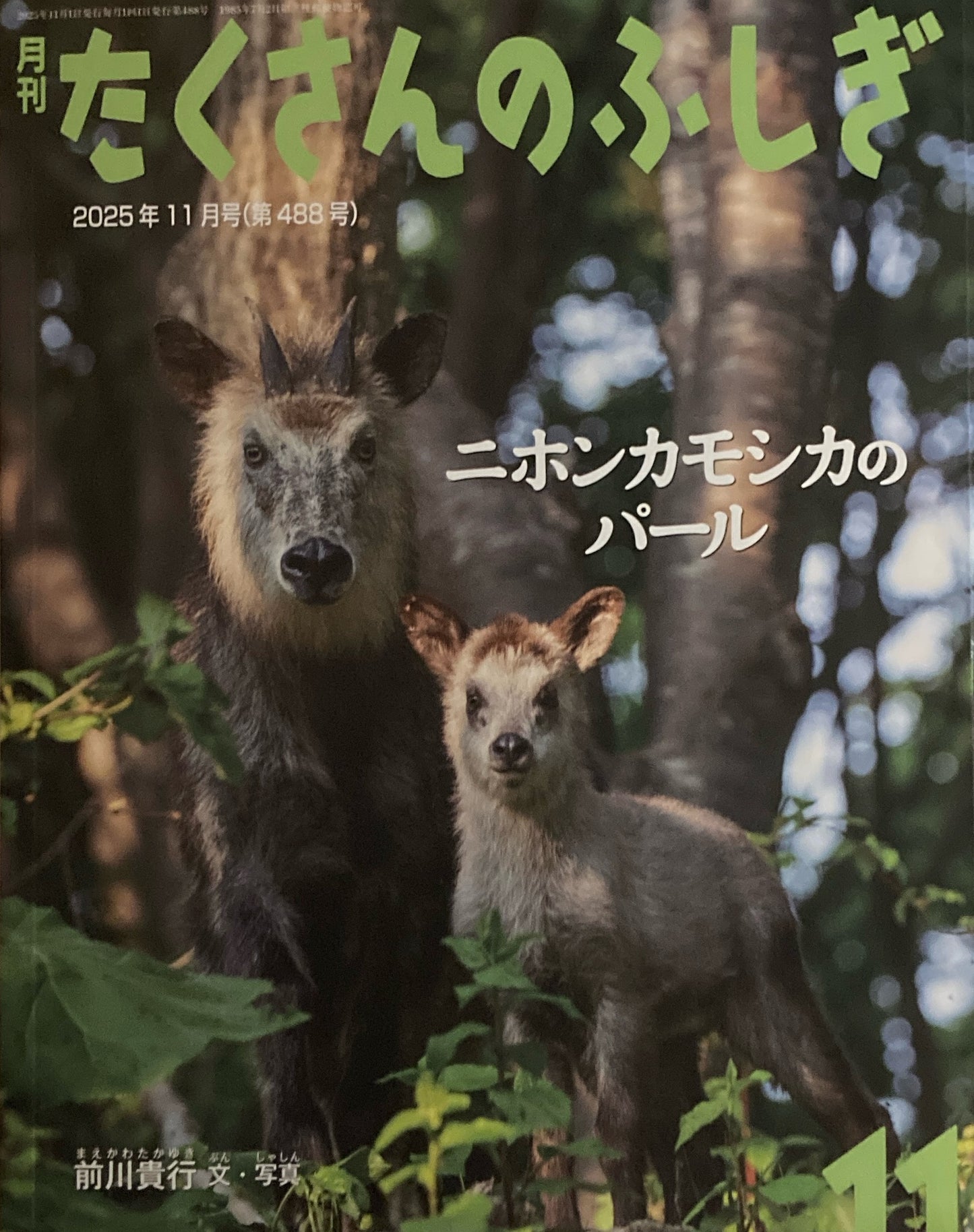 ニホンカモシカのパール たくさんのふしぎ488号 2025年11月号