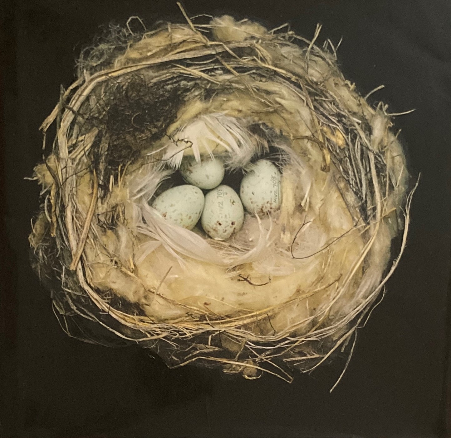 Nests Fifty Nests and the Birds That Built Them