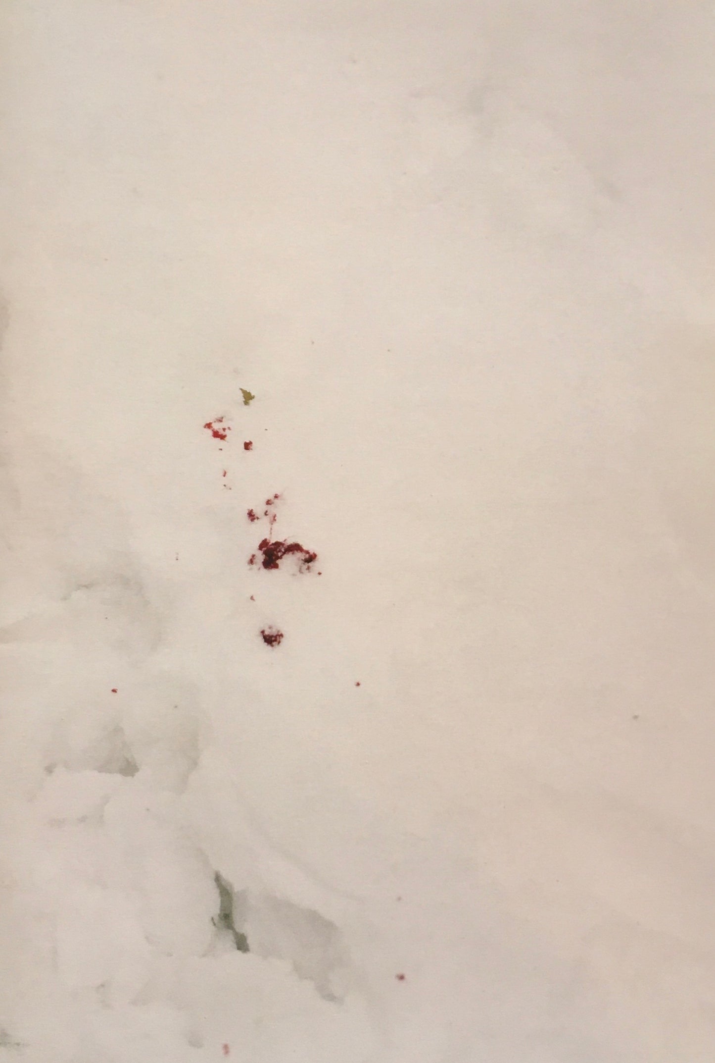 最初にカケスがやってくる First, jay comes. Takashi Homma ホンマタカシ