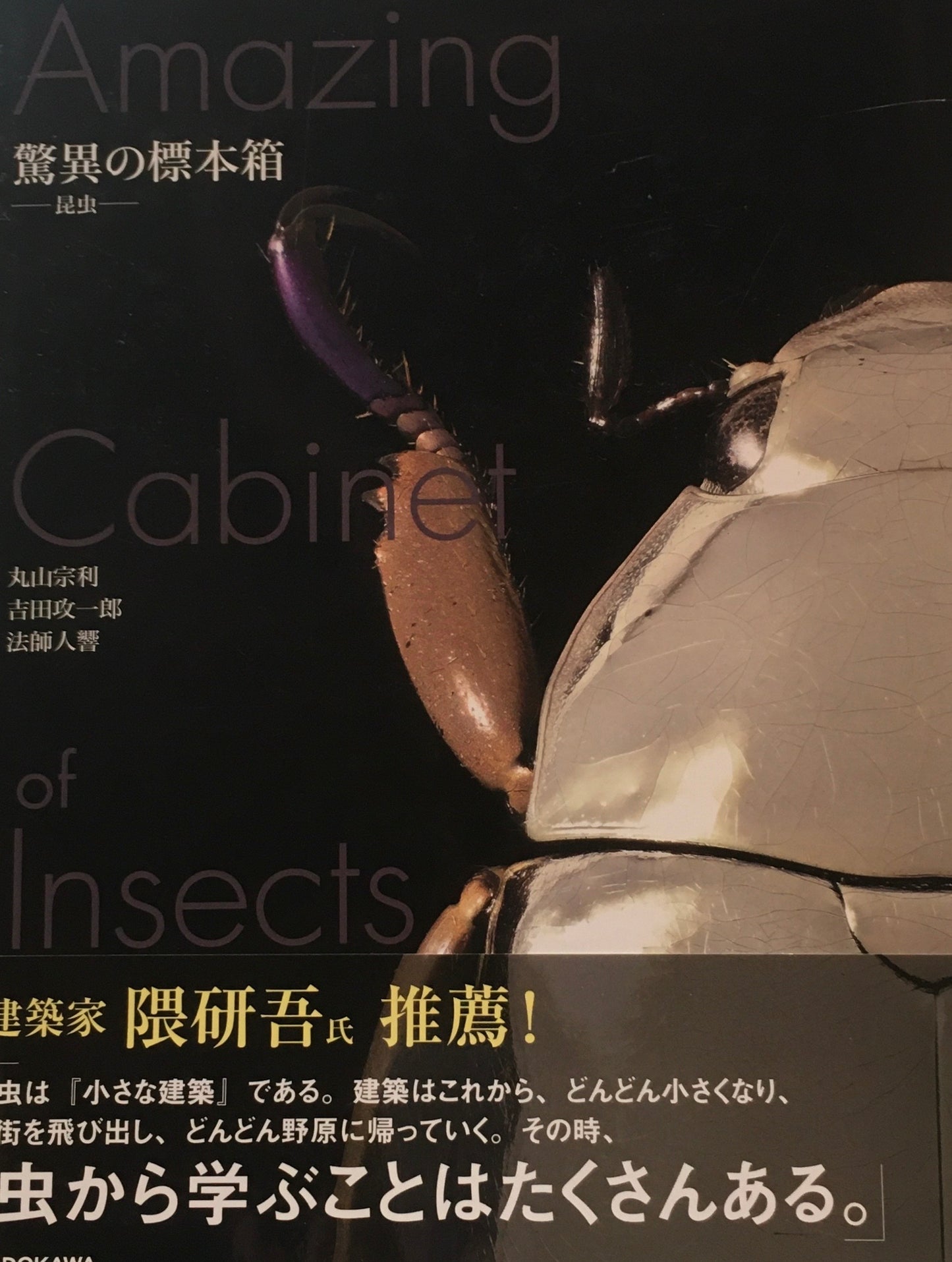 驚異の標本箱 昆虫 丸山宗利 吉田攻一郎 法師人響
