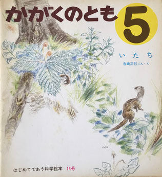 いたち 吉崎正巳 かがくのとも14号 1970年5月号