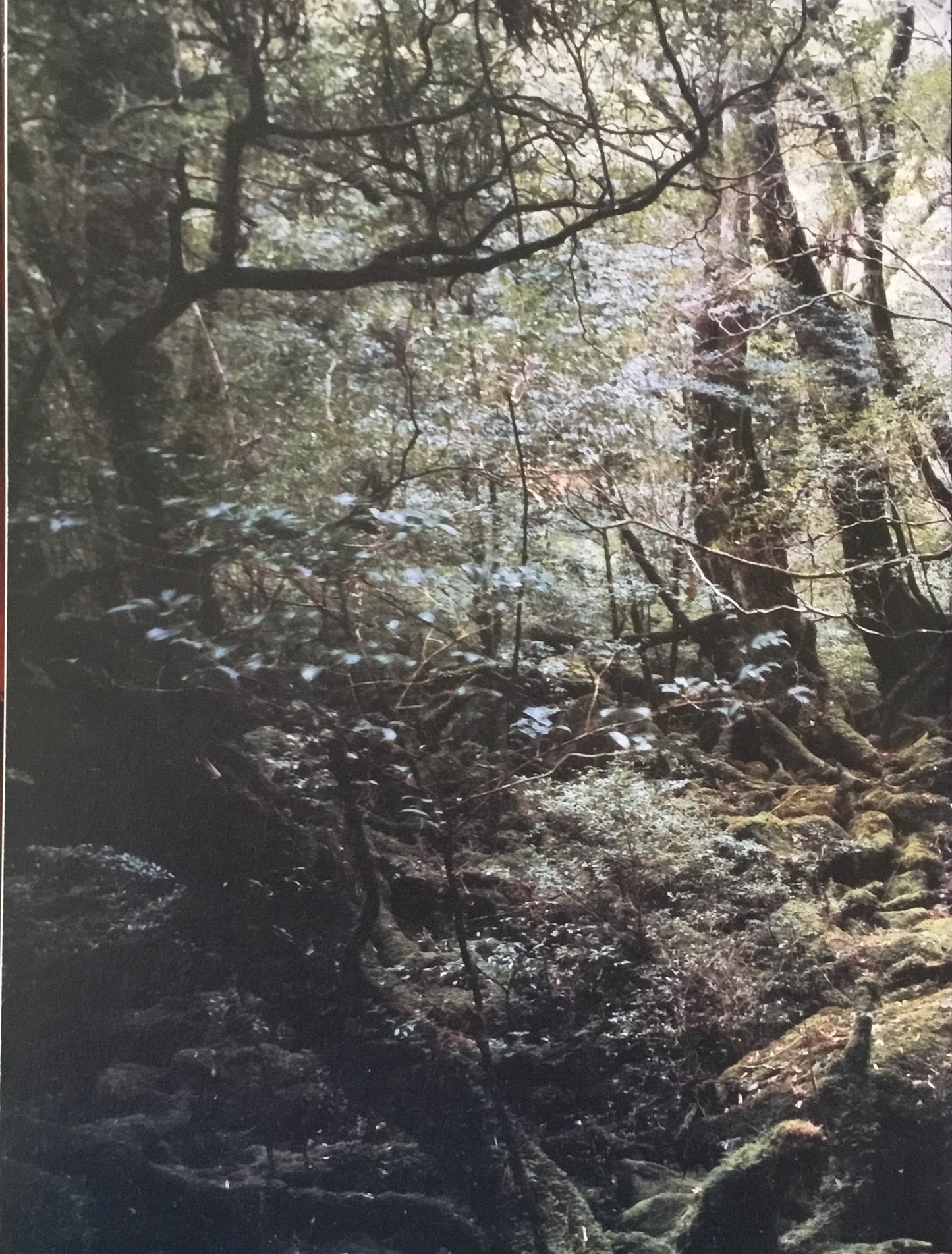 Thomas Struth My Portrait トーマス・シュトゥルート 東京国立近代美術館 署名入