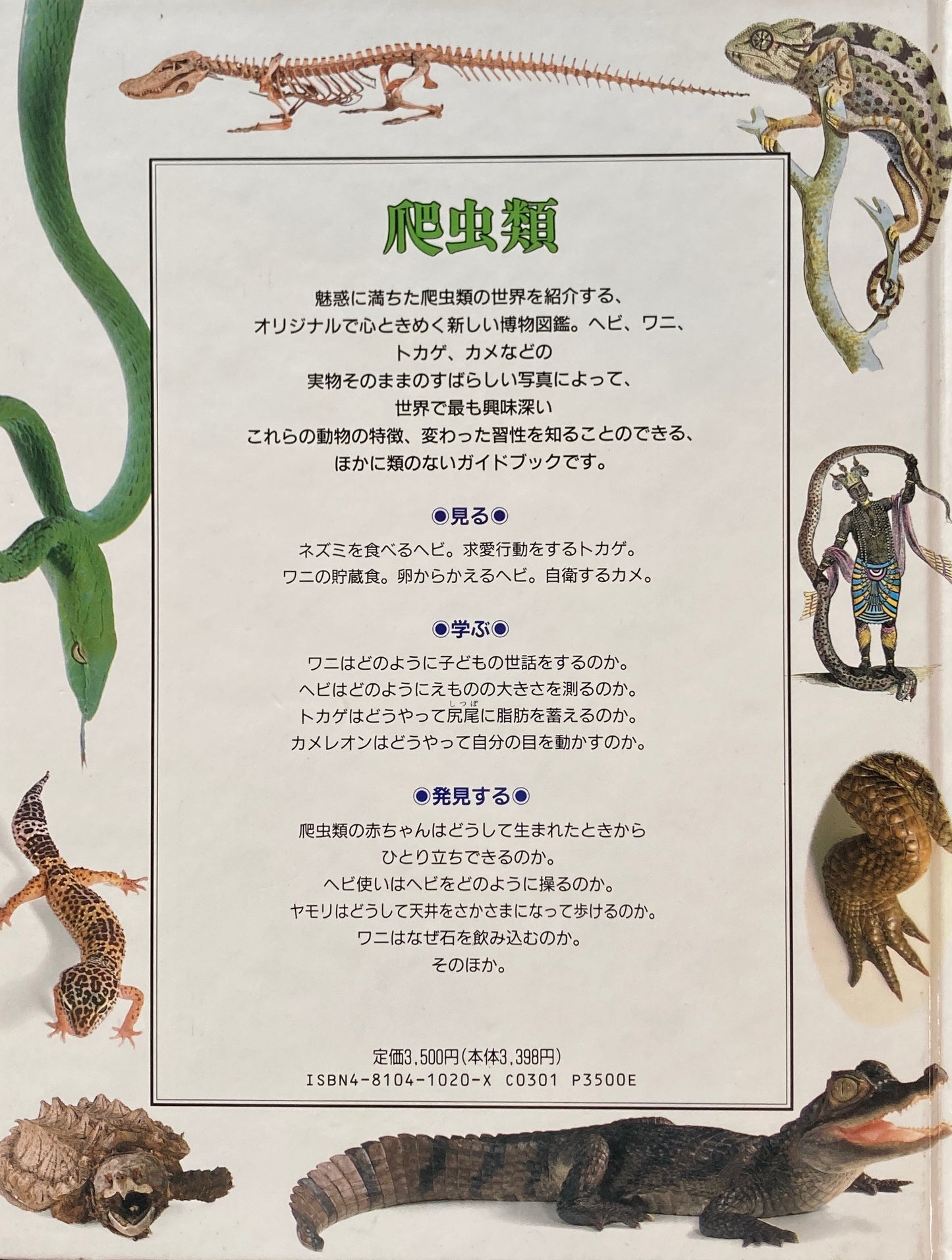 爬虫類 ビジュアル博物館 26