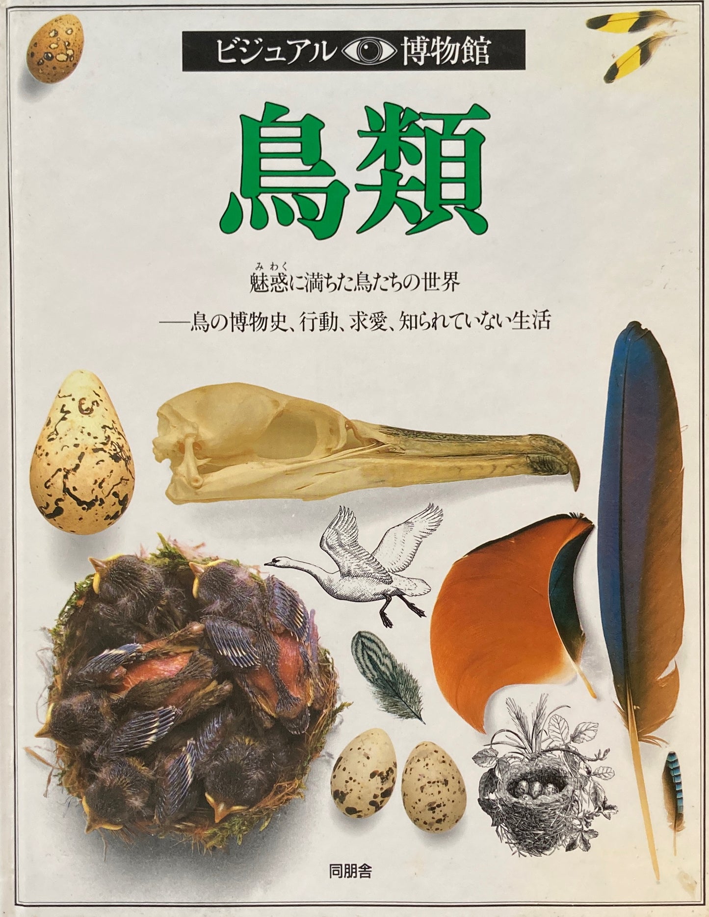 鳥類 ビジュアル博物館 1