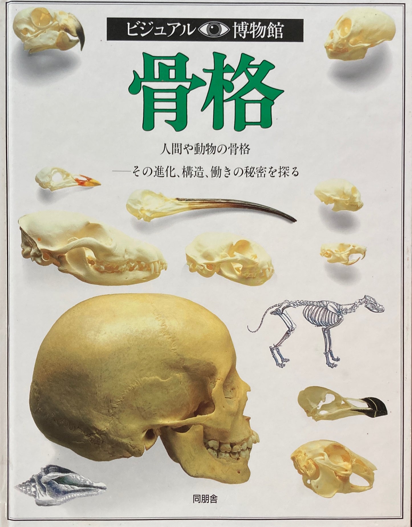 骨格 ビジュアル博物館 3