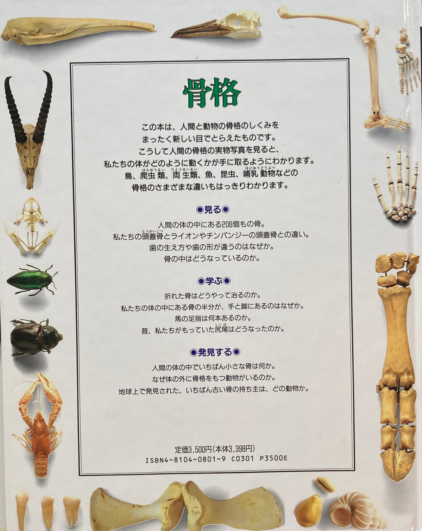 骨格 ビジュアル博物館 3