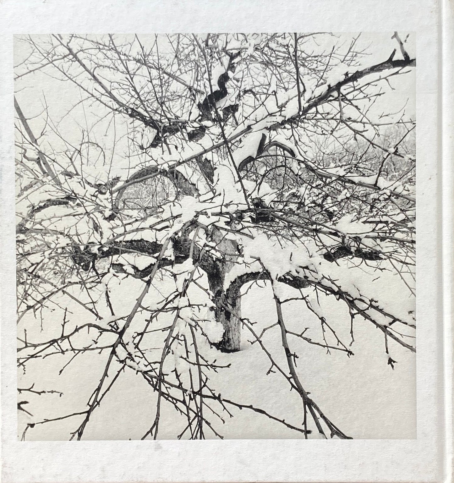 Apples and  Olives  Lee Friedlander リー・フリードランダー