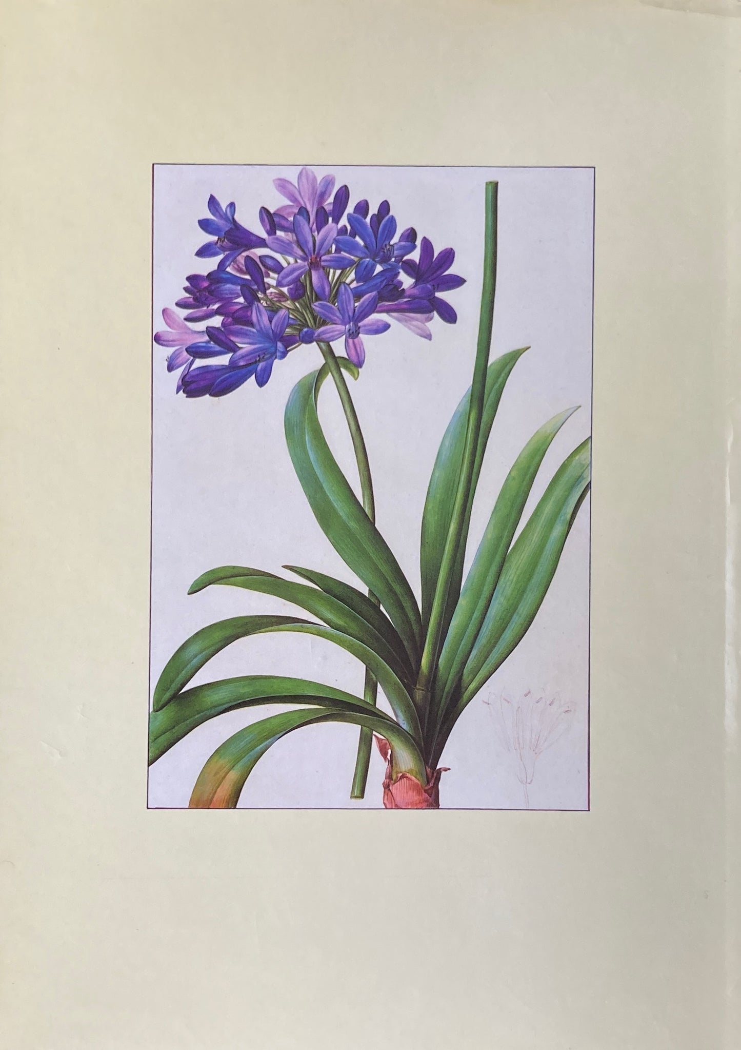 A Redoute Treasury 468 Watercolours from Les Liliacees ルドゥーテ