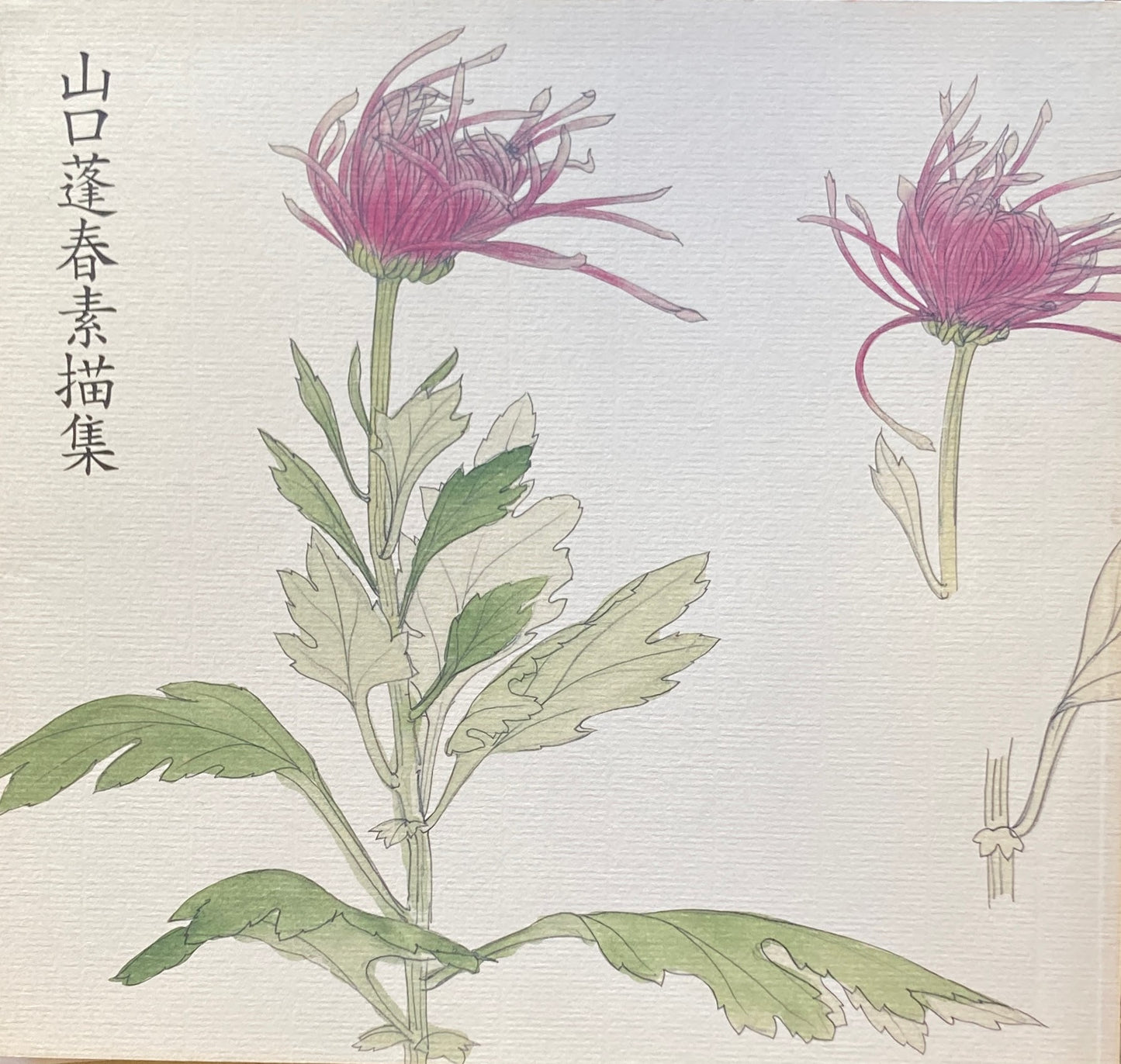 山口蓬春素描集 山口蓬春記念館