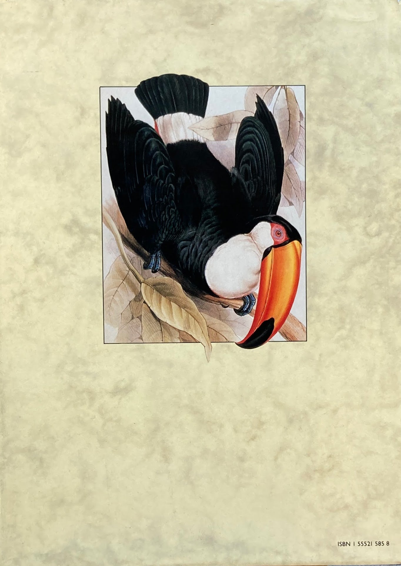 The Art of Bird Illustration Maureen Lambourne