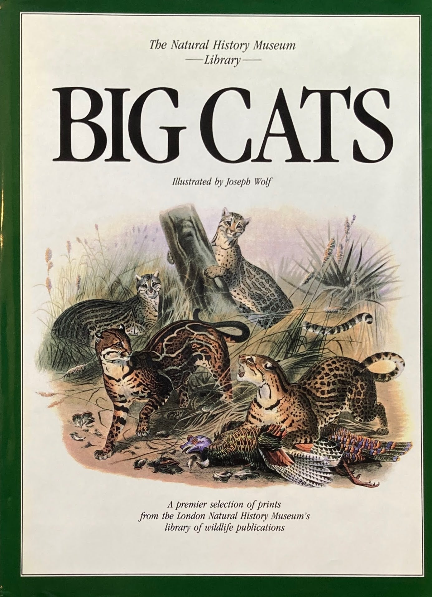 Big Cats Natural History Museum Library Joseph Wolf