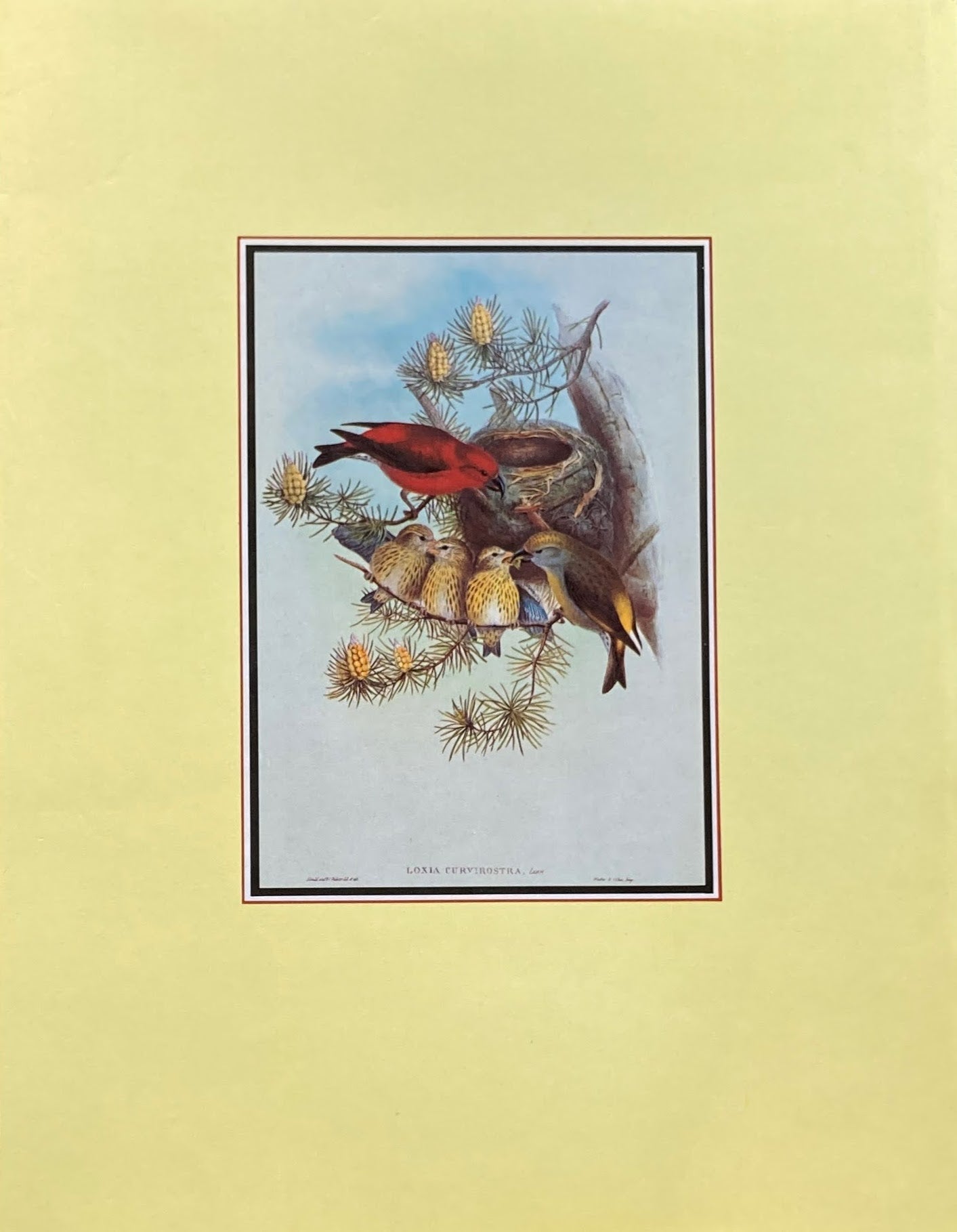 John Gould's Birds of Great Britain ジョン・グールド