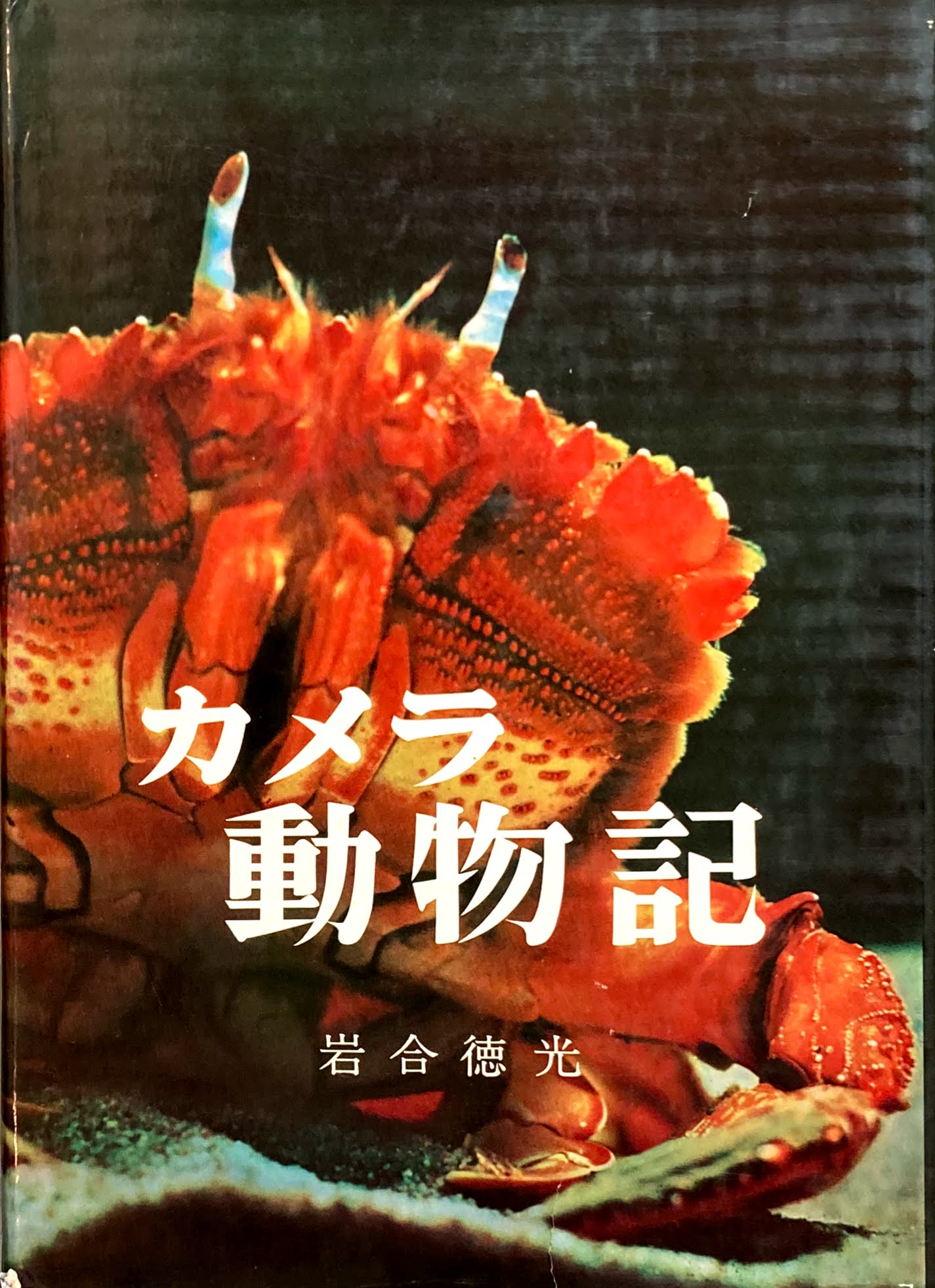 カメラ動物起 岩合徳光