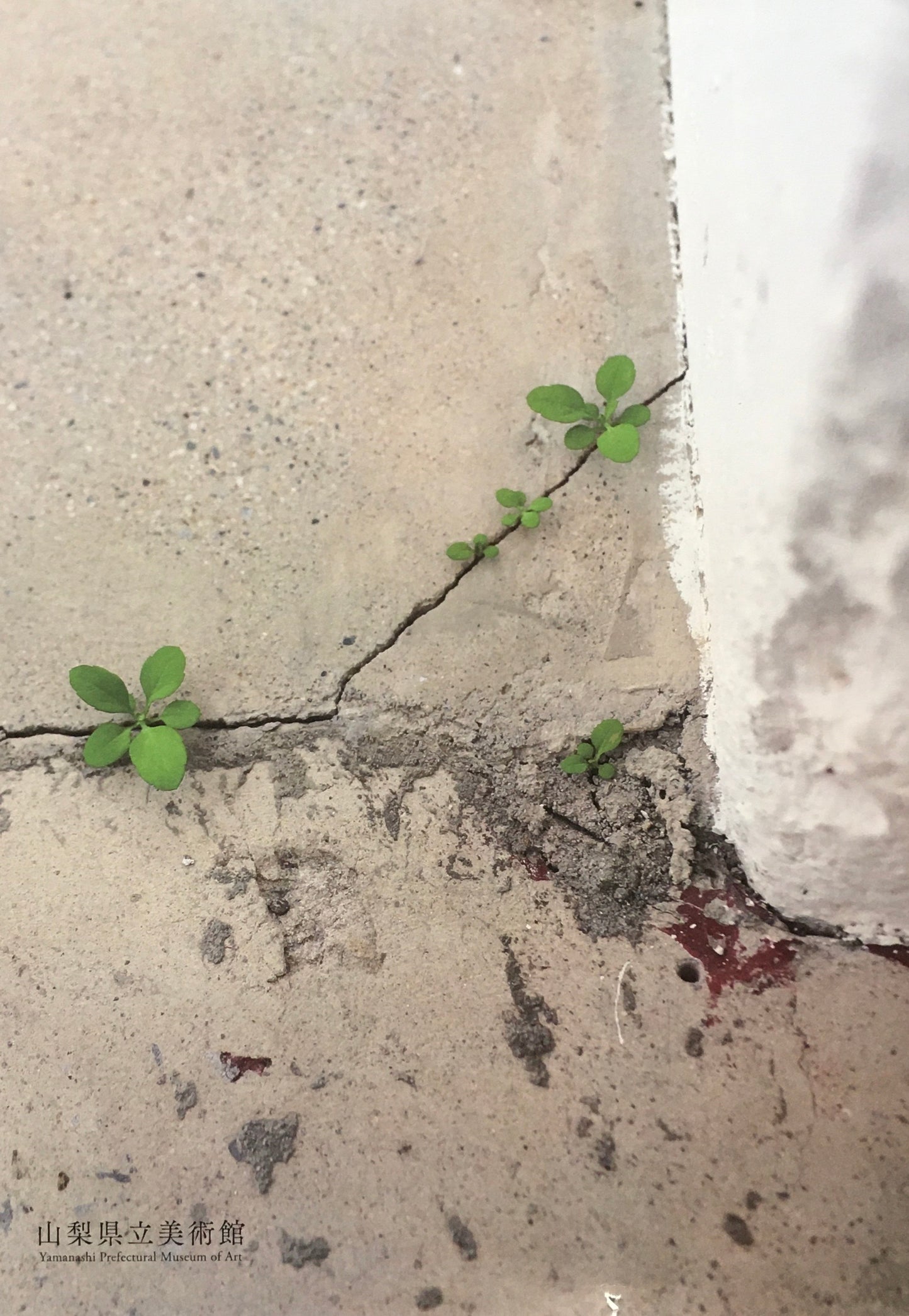 栗田宏一・須田悦弘展 Contentment in the details