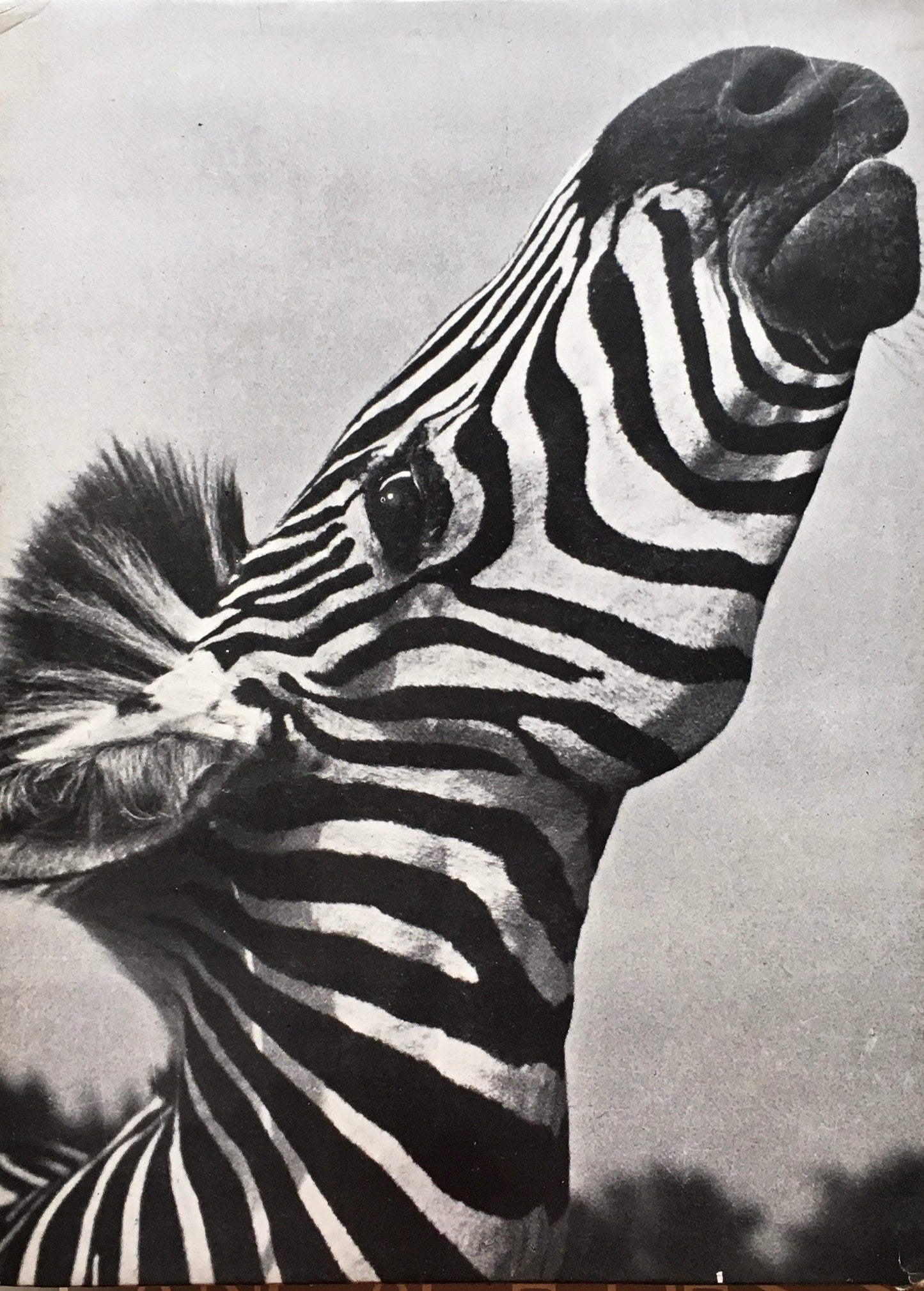 動物の世界 イーラ ANIMALS Big&Little 世界写真作家シリーズ