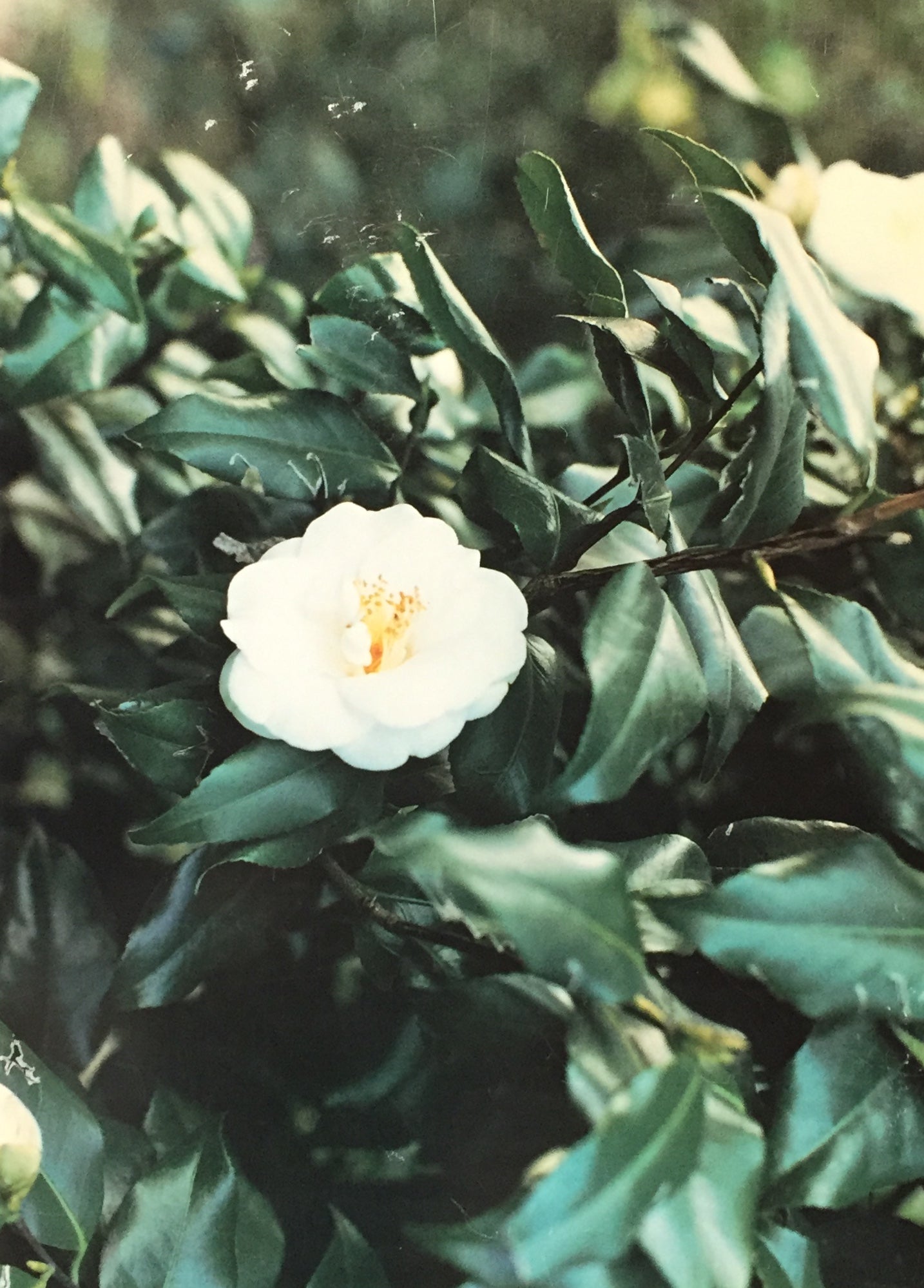 Picture A-Chang ア―チャン写真集