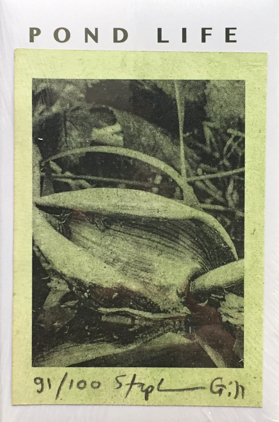 POND LIFE Stephen Gill 限定100部 署名入 プリント付 スティーブン・ギル