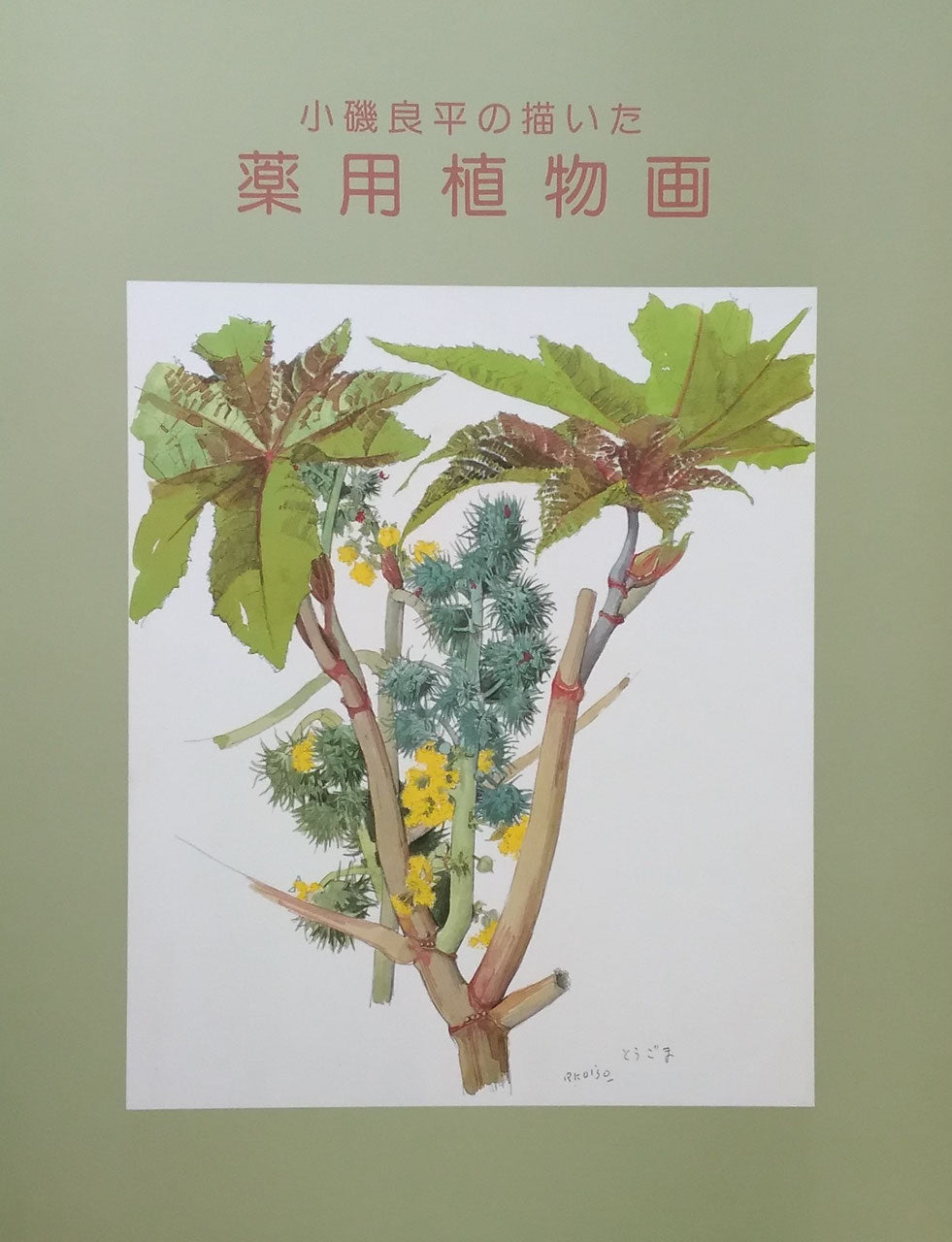 小磯良平の描いた 薬用植物画