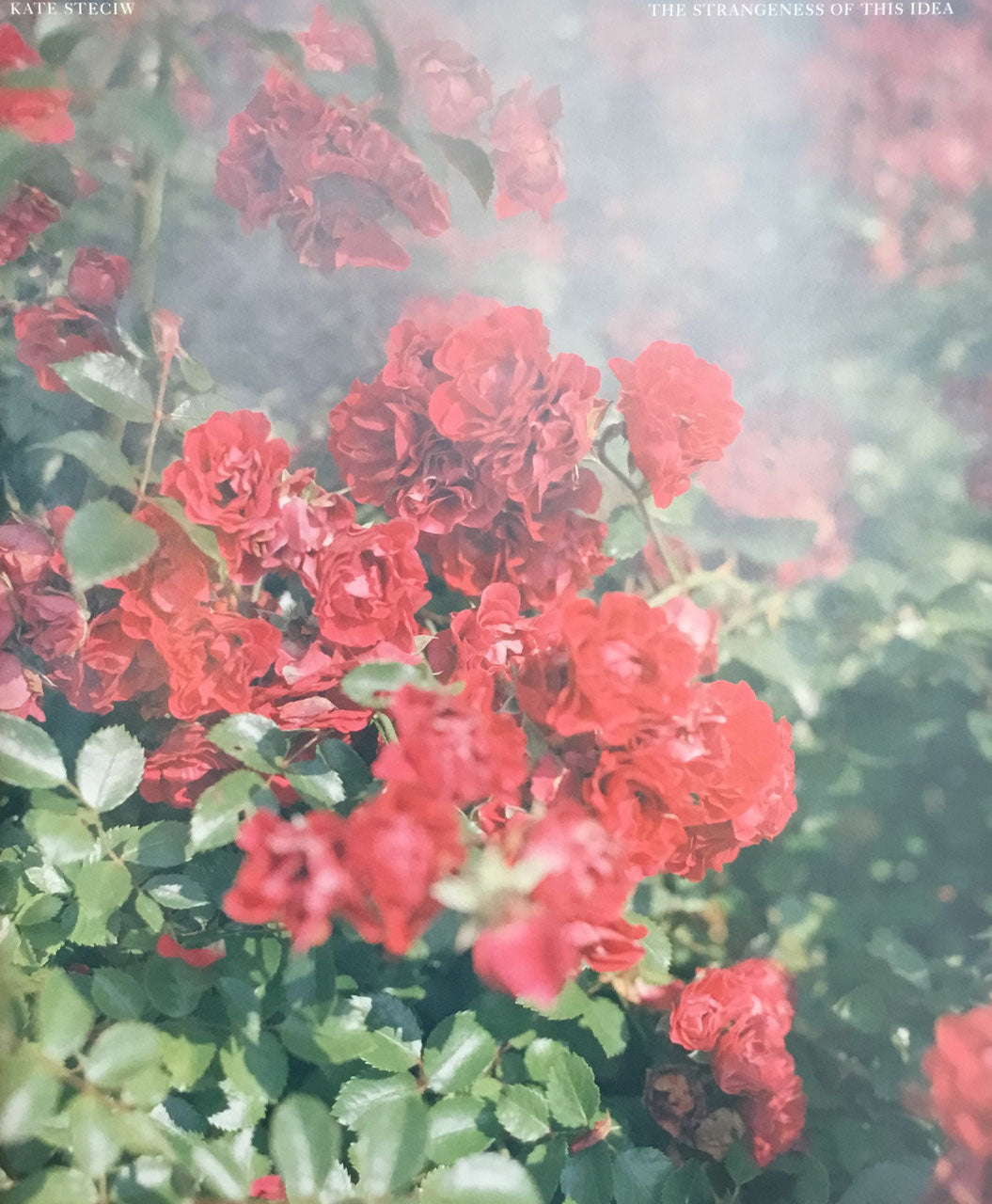 THE STRANGENESS OF THIS IDEA KATE STECIW