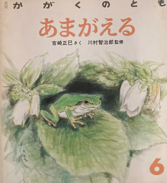 あまがえる　かがくのとも231号 　1988年6月号　