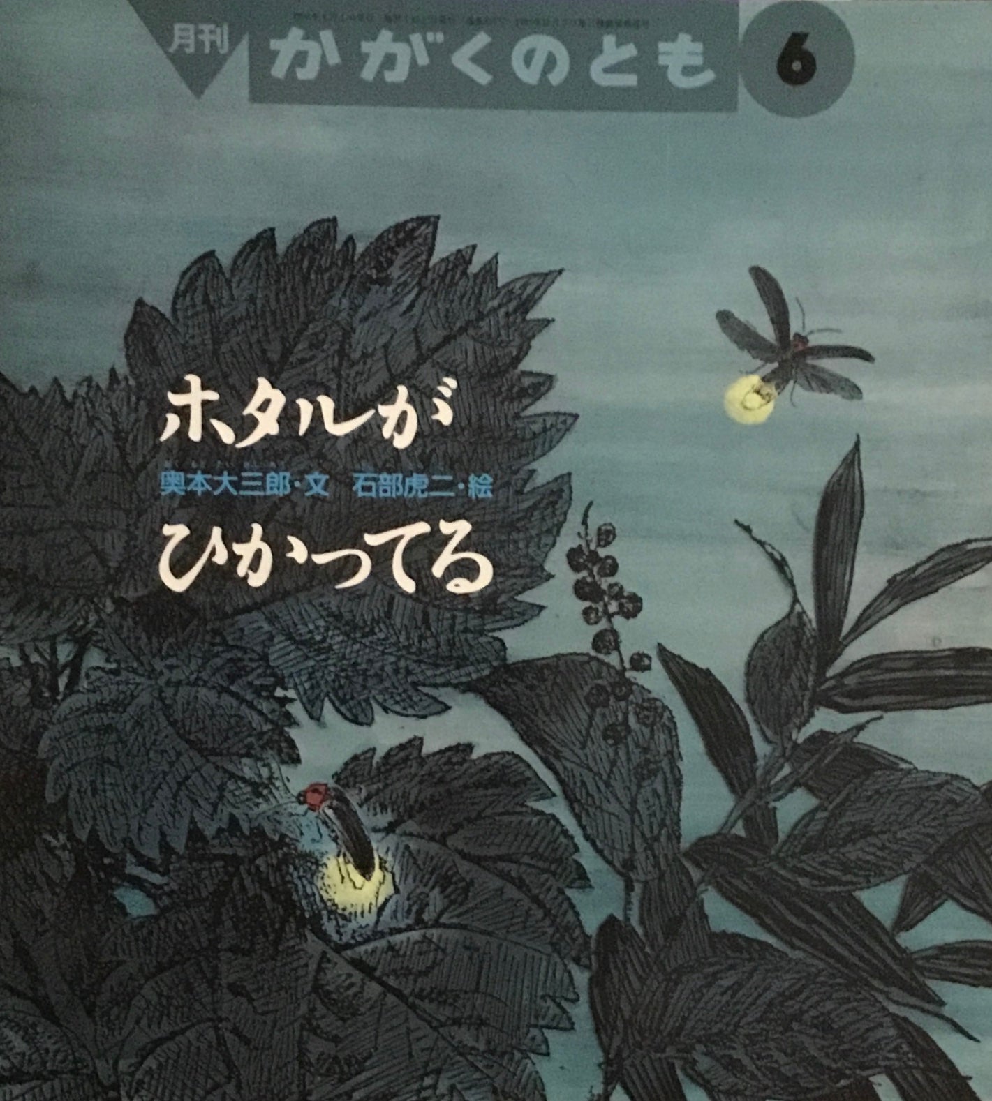 ホタルがひかってる　かがくのとも327号　1996年6月号