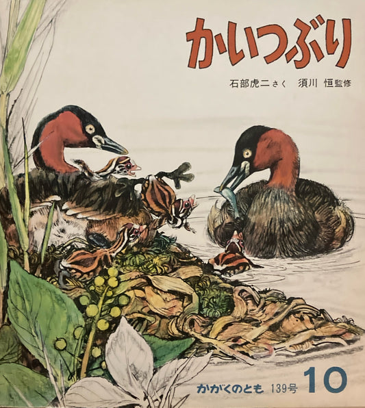 かいつぶり　かがくのとも139号　1980年10月号