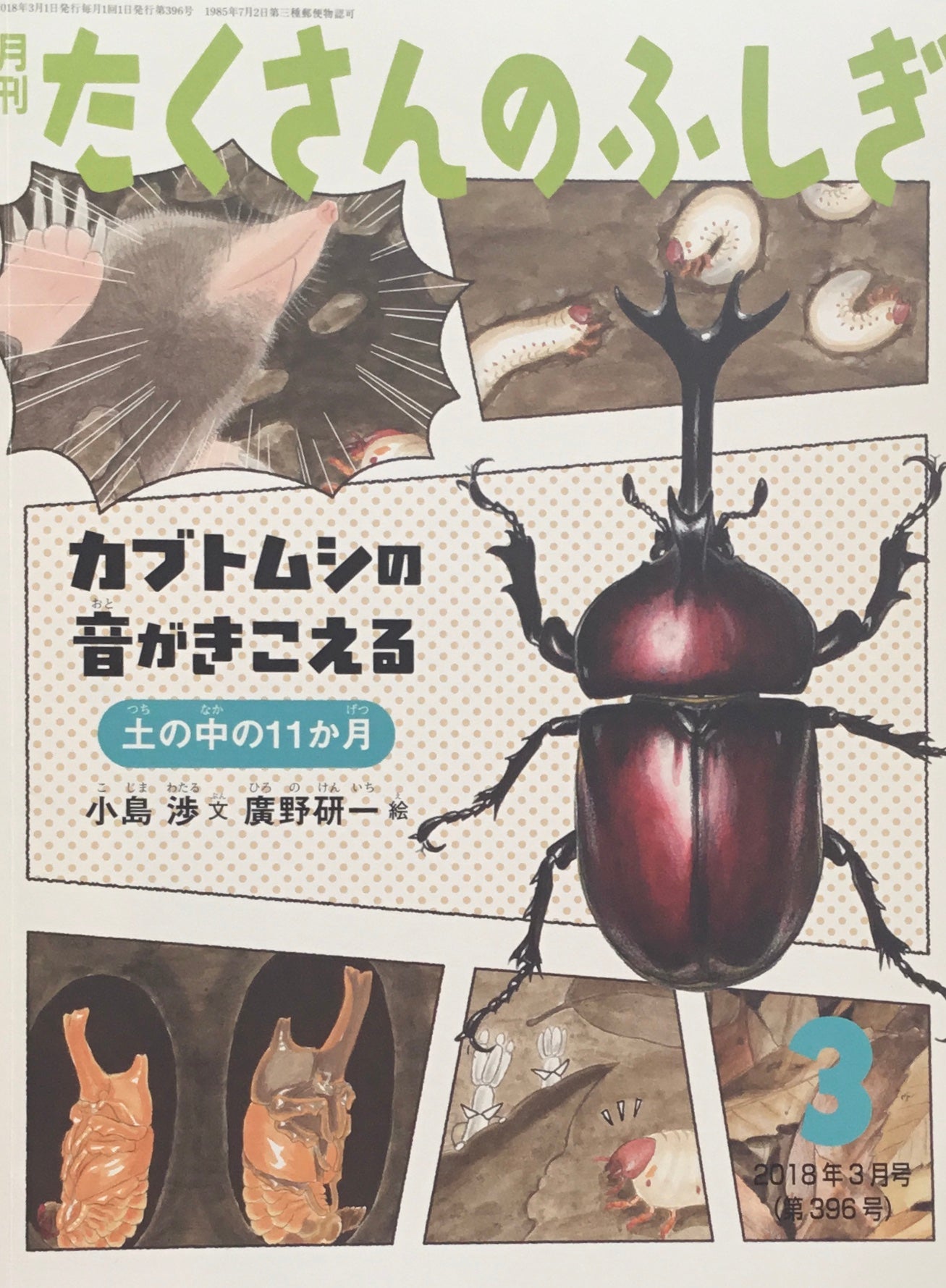 カブトムシの音がきこえる　土の中の11か月　たくさんのふしぎ396号 　2018年3月号
