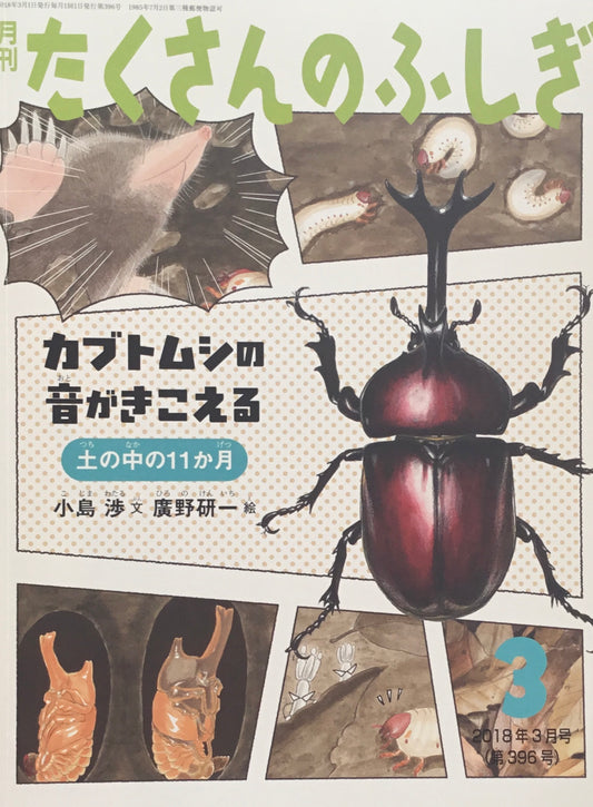 カブトムシの音がきこえる　土の中の11か月　たくさんのふしぎ396号 　2018年3月号