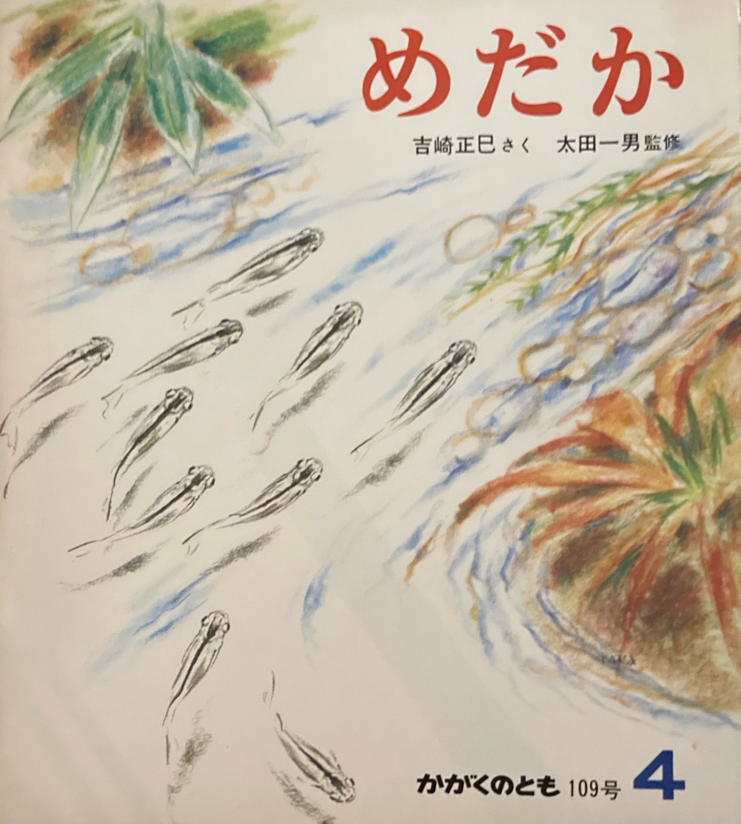 めだか　吉崎正巳　かがくのとも109号　1978年4月号