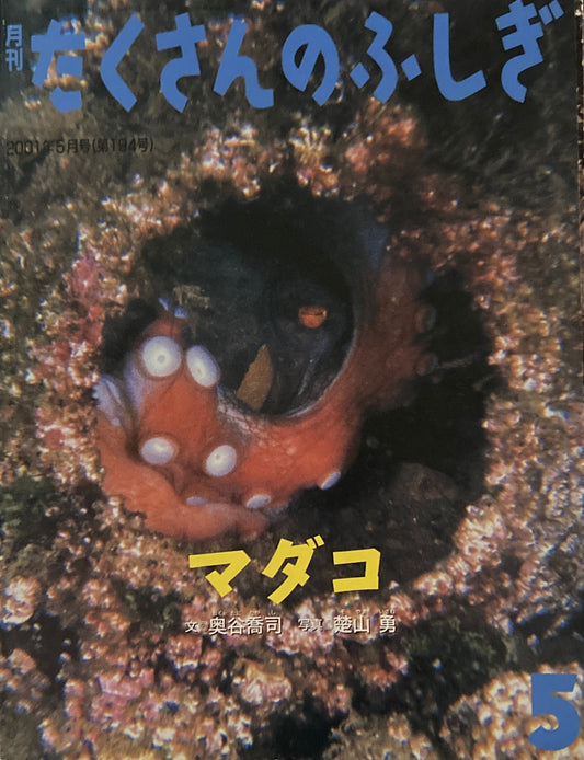 マダコ　たくさんのふしぎ194号　2001年5月号