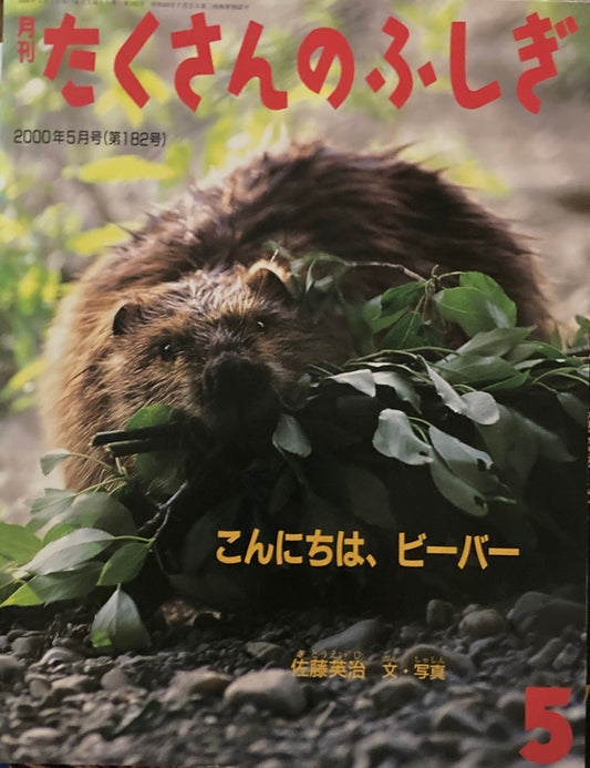 こんにちは、ビーバー　たくさんのふしぎ182号　2000年5月号