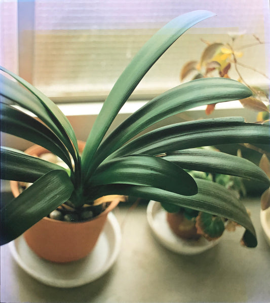 生きている 佐内正史