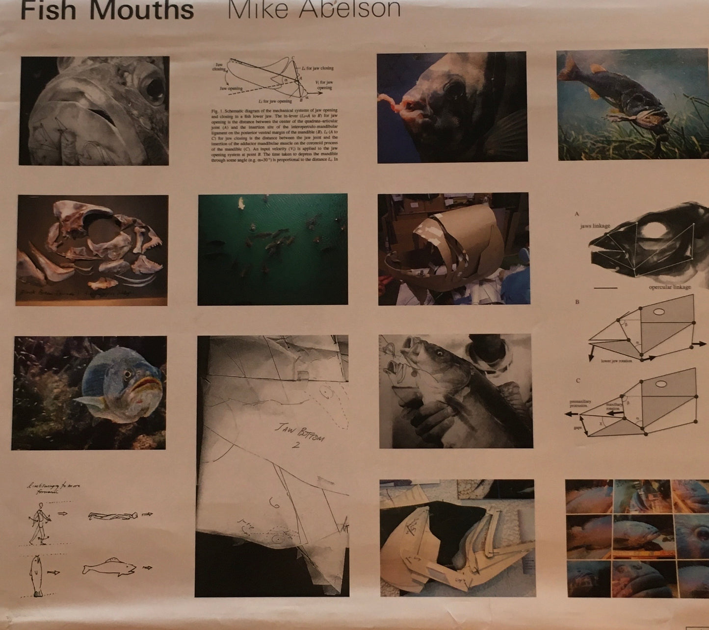 Fish Mounths Mike Abelson　マイク・エーブルソン