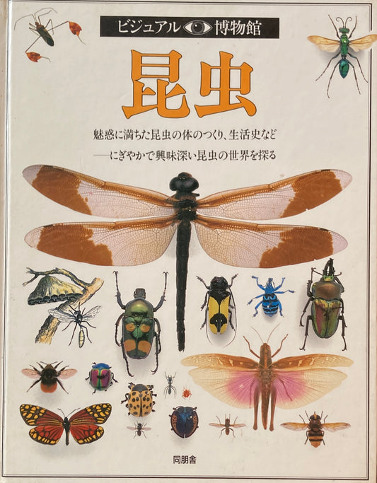 昆虫　ビジュアル博物館　17