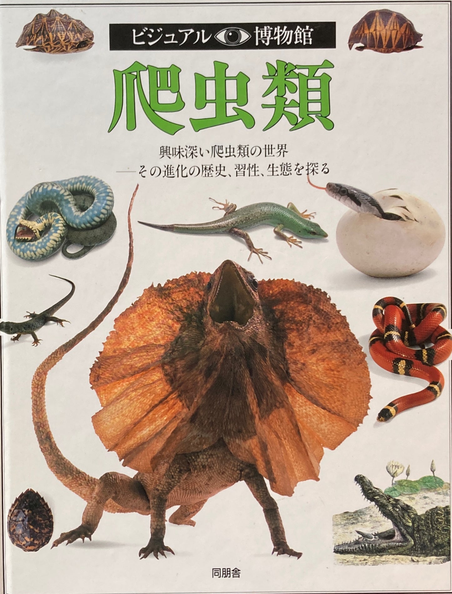 爬虫類　ビジュアル博物館　26