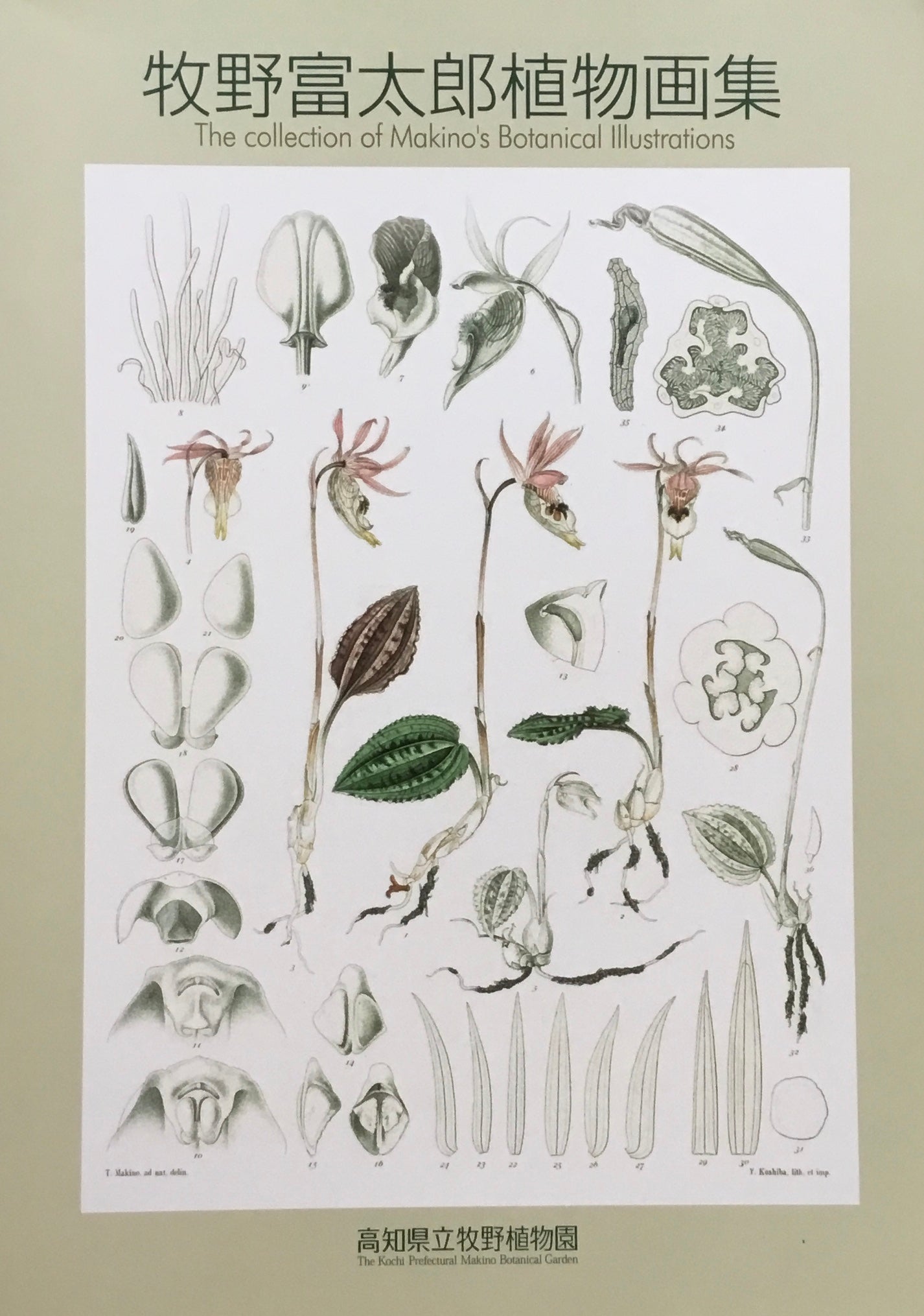 牧野富太郎植物画集　高知県立牧野植物園