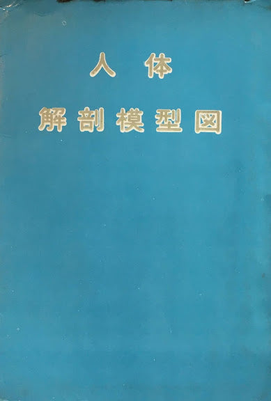 人体解剖模型図　自然科学教材研究協会編