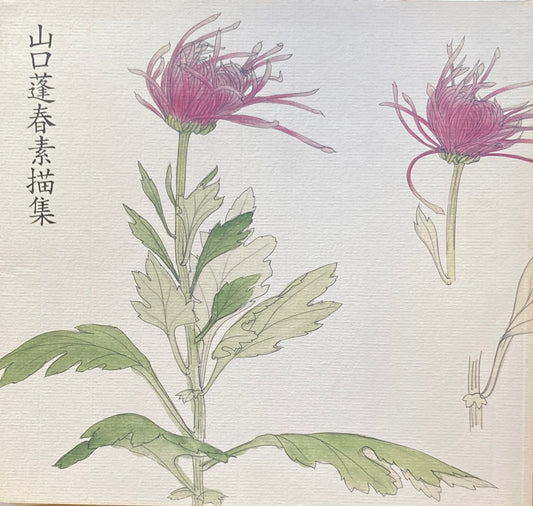 山口蓬春素描集 山口蓬春記念館