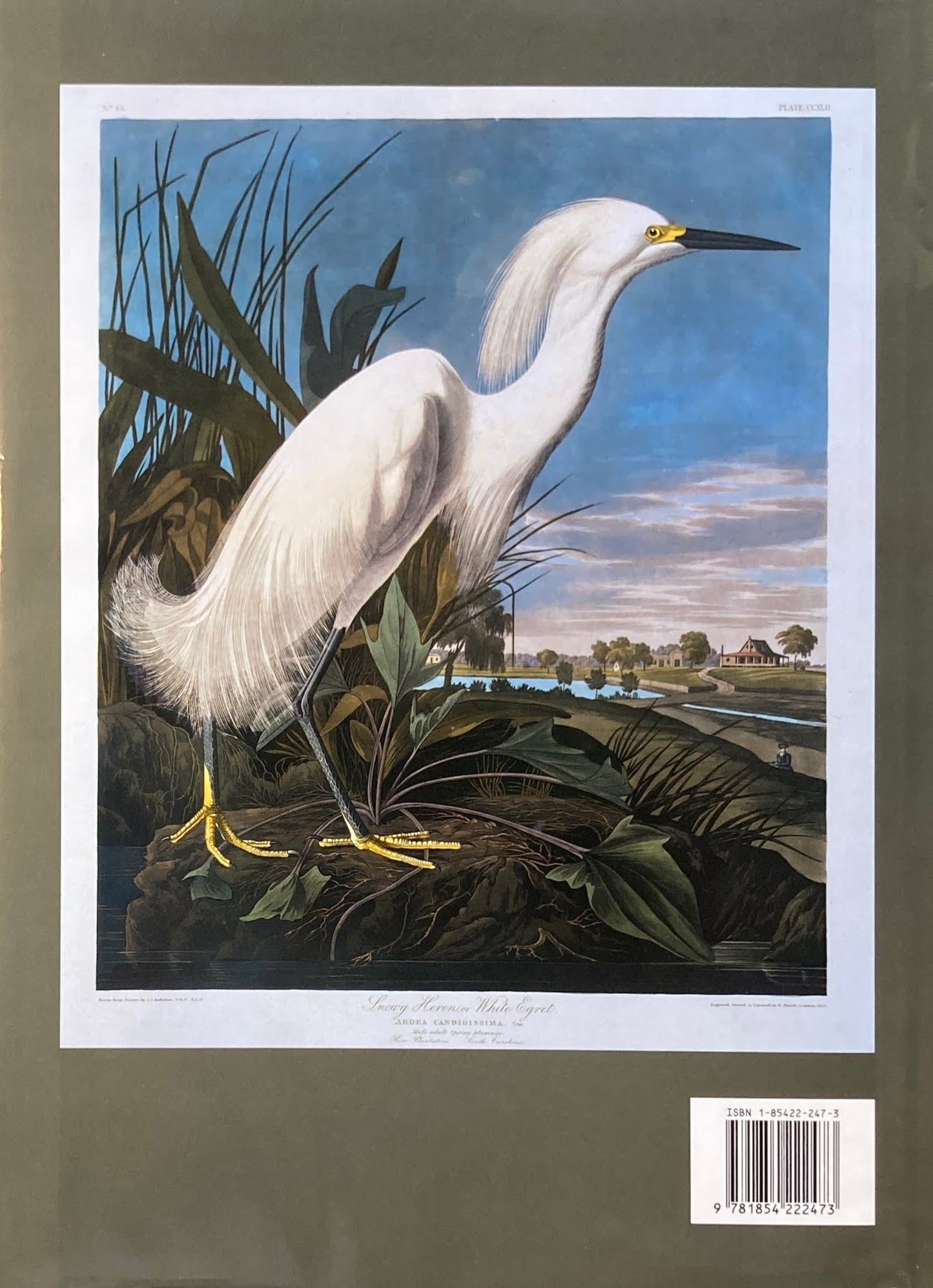 John James Audubon　ジョン・ジェームズ・オーデュボン　Margot Keam Cleary